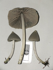 Entoloma canoconicum