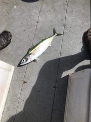 Scomber australasicus