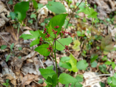 Thaspium trifoliatum trifoliatum
