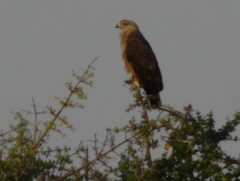 Hieraaetus wahlbergi