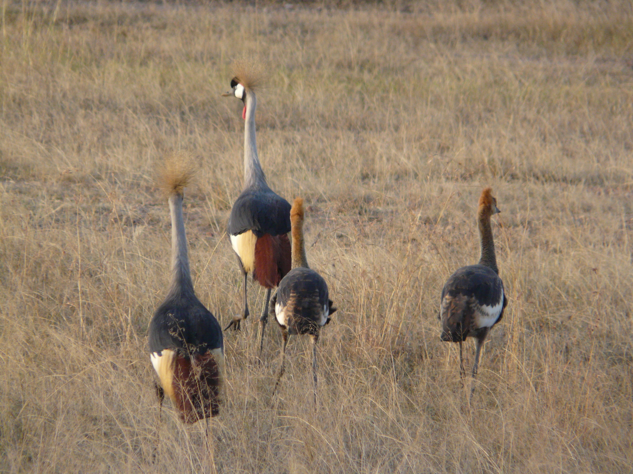 Grey Crowned Crane