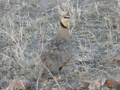 Pterocles gutturalis