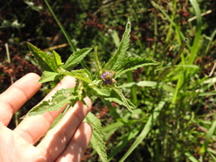 Verbena hispida hispida