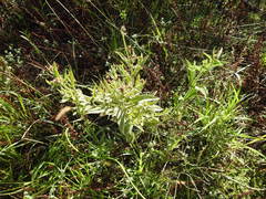 Verbena hispida hispida