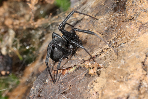 Western Black Widow photographed in Florida