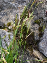 Carex alba