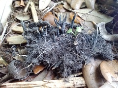 Xylaria mali