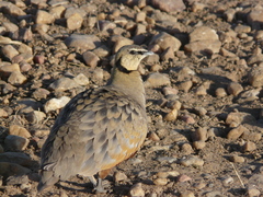Pterocles gutturalis