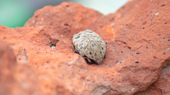 Gymnetis litigiosa