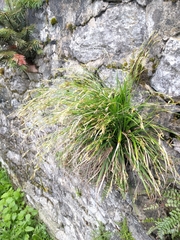 Carex alba