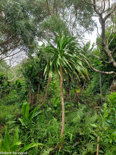Dracaena halapepe
