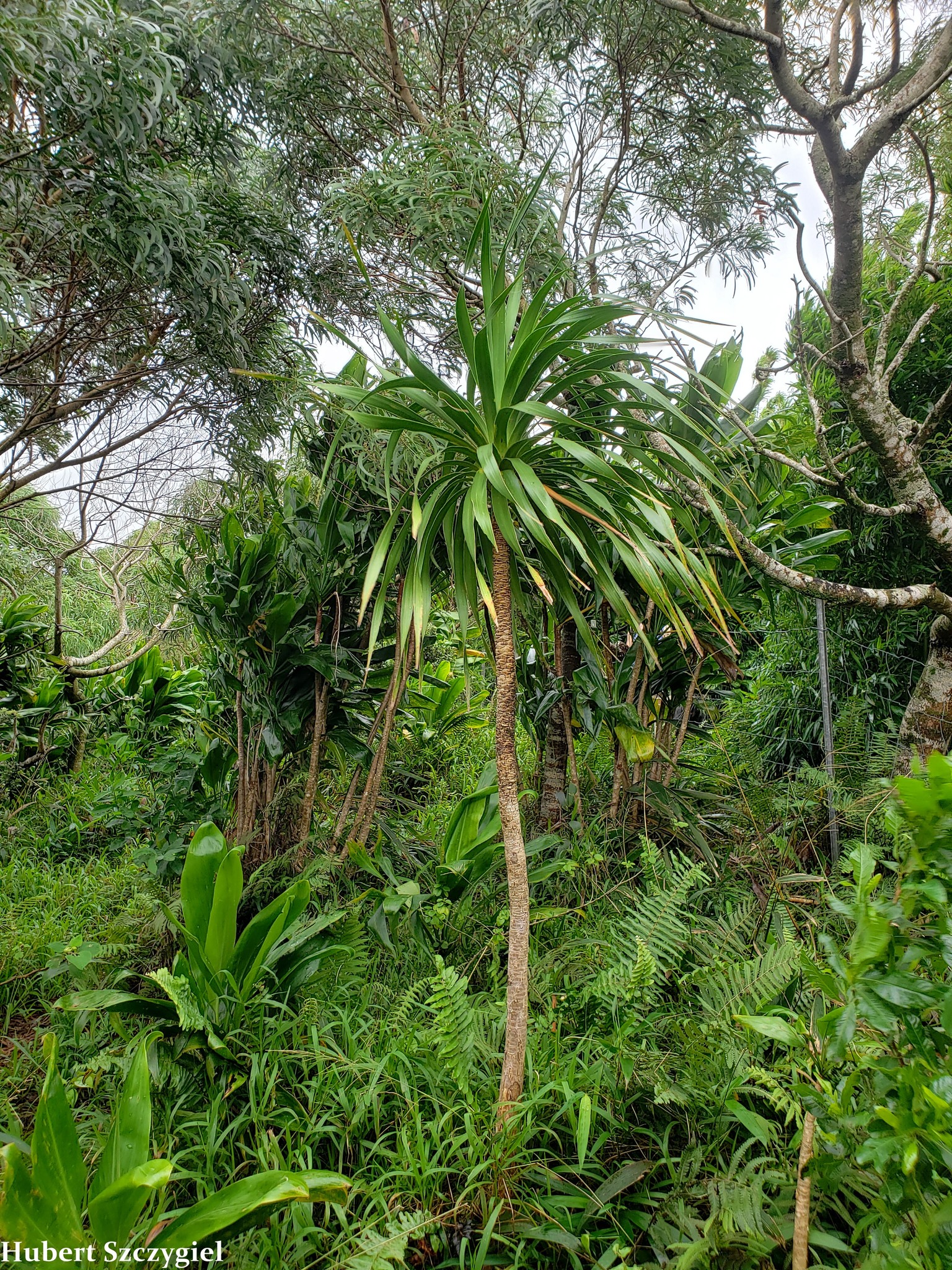 Dracaena halapepe