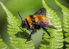 Bombus hortulanus