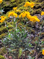 Erysimum × cheiri