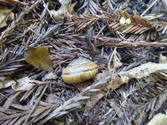 Helminthoglypta exarata