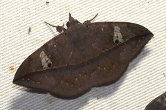 Eulepidotinae