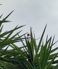 Stizoptera bichenovii