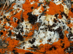 Pseudombrophila guldeniae