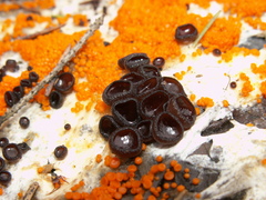 Pseudombrophila guldeniae