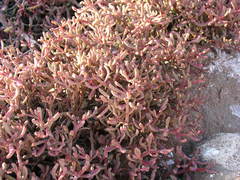 Sesuvium edmonstonei