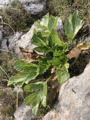 Pastinaca lucida