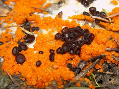 Pseudombrophila guldeniae