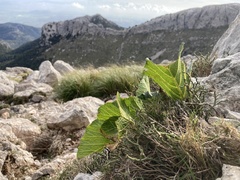 Pastinaca lucida