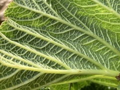 Pastinaca lucida