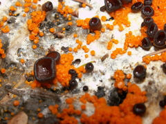 Pseudombrophila guldeniae