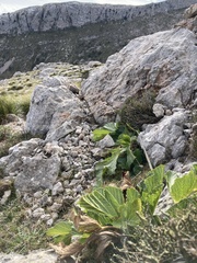 Pastinaca lucida