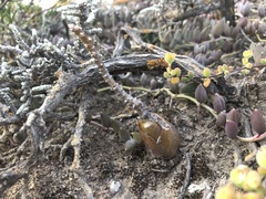 Crassothonna protecta