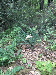 Iris fernaldii