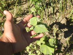 Callianthe pauciflora