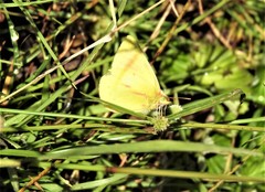 Colias dimera