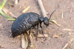 Meloe rugosus