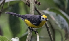 Golden-Fronted Whitestart photo 2