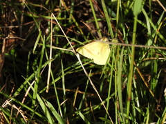 Colias dimera