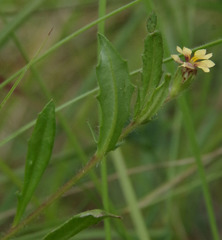 Goodenia pilosa