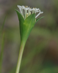 Pimelea cornucopiae