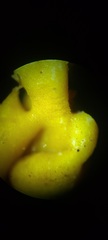 Corallococcus