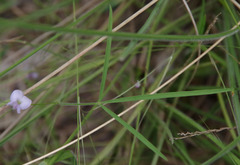 Tephrosia leptoclada