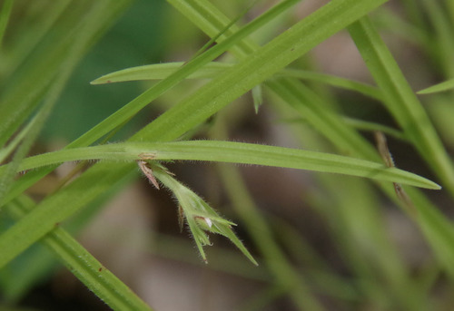 Scleria rugosa iNat (3)