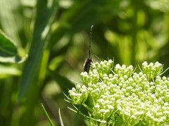 Apagomerella versicolor