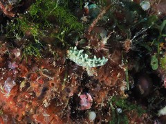 Thuridilla carlsoni