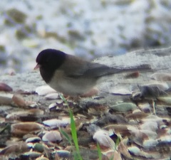 Junco hyemalis