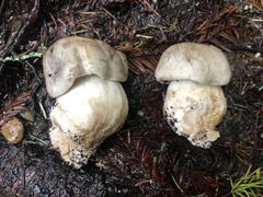 Tricholoma pardinum