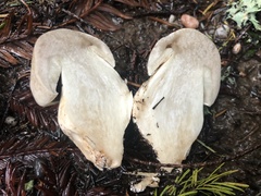 Tricholoma pardinum