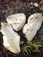 Tricholoma pardinum