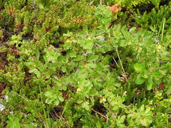 Berberis microphylla