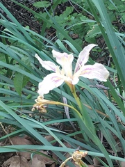 Iris fernaldii